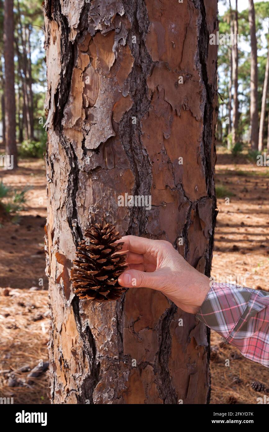 Hand hält einen South Florida/Southern Slash Pine Cone vor der Rinde des Baumes. Stockfoto