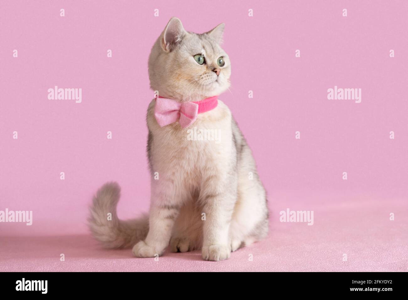 Schöne weiße britische Katze in rosa Fliege, sitzt auf einem rosa Hintergrund, sieht seitwärts Stockfoto