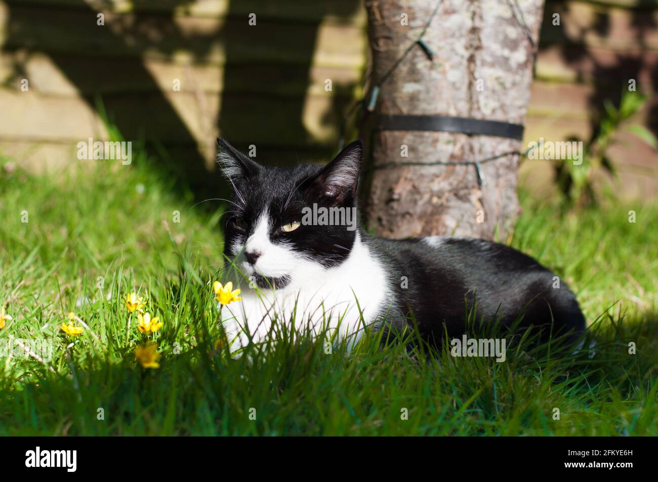 Eine männliche schwarz-weiße britische Kurzhaarkatze (Felis catus) Chillen im Garten Stockfoto