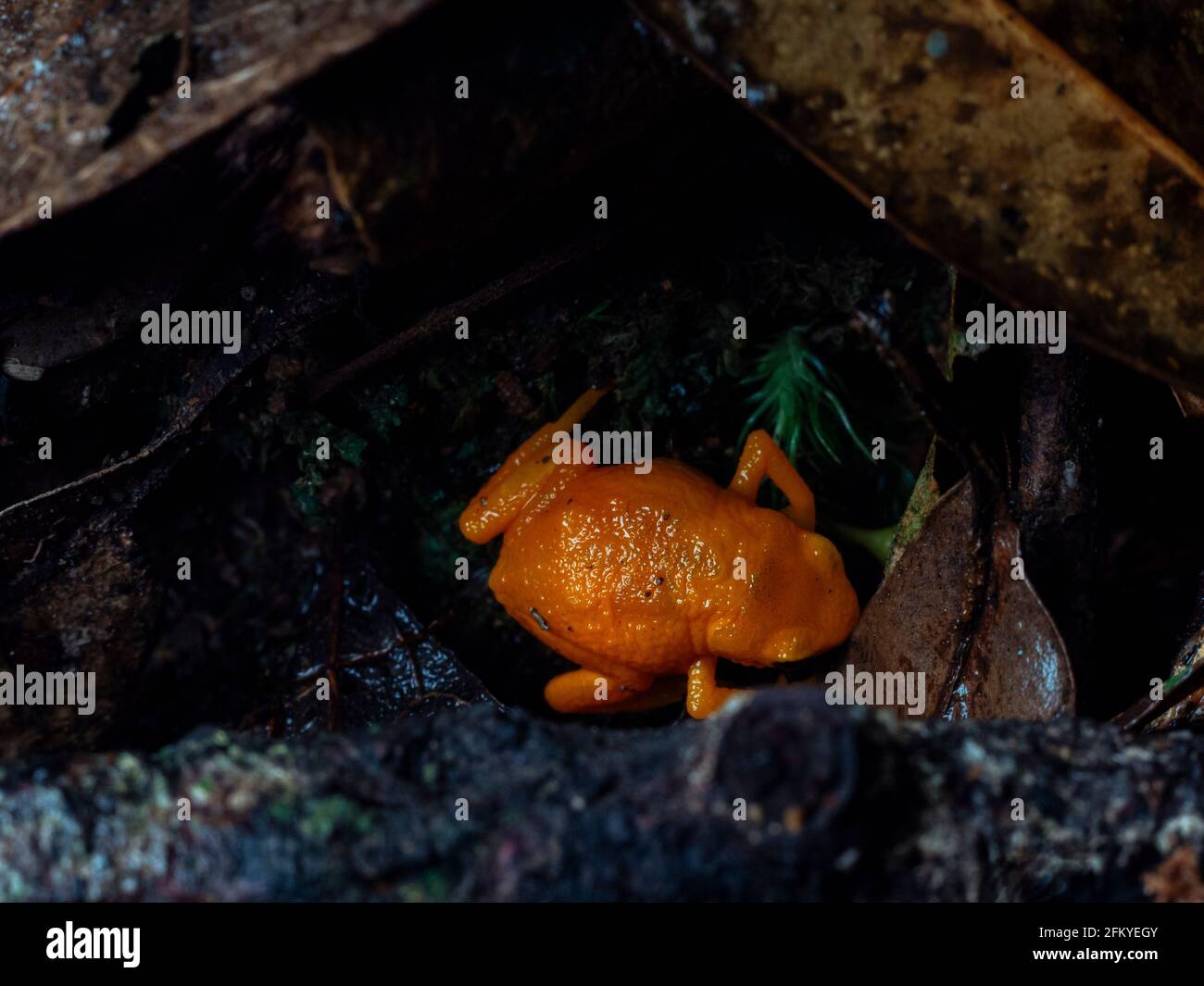 Brachycephalus rotenbergae, eine neue Art von Kürbiskröte aus der Region Mantiqueira im Südosten Brasiliens, die früher als B. ephippium bekannt war Stockfoto