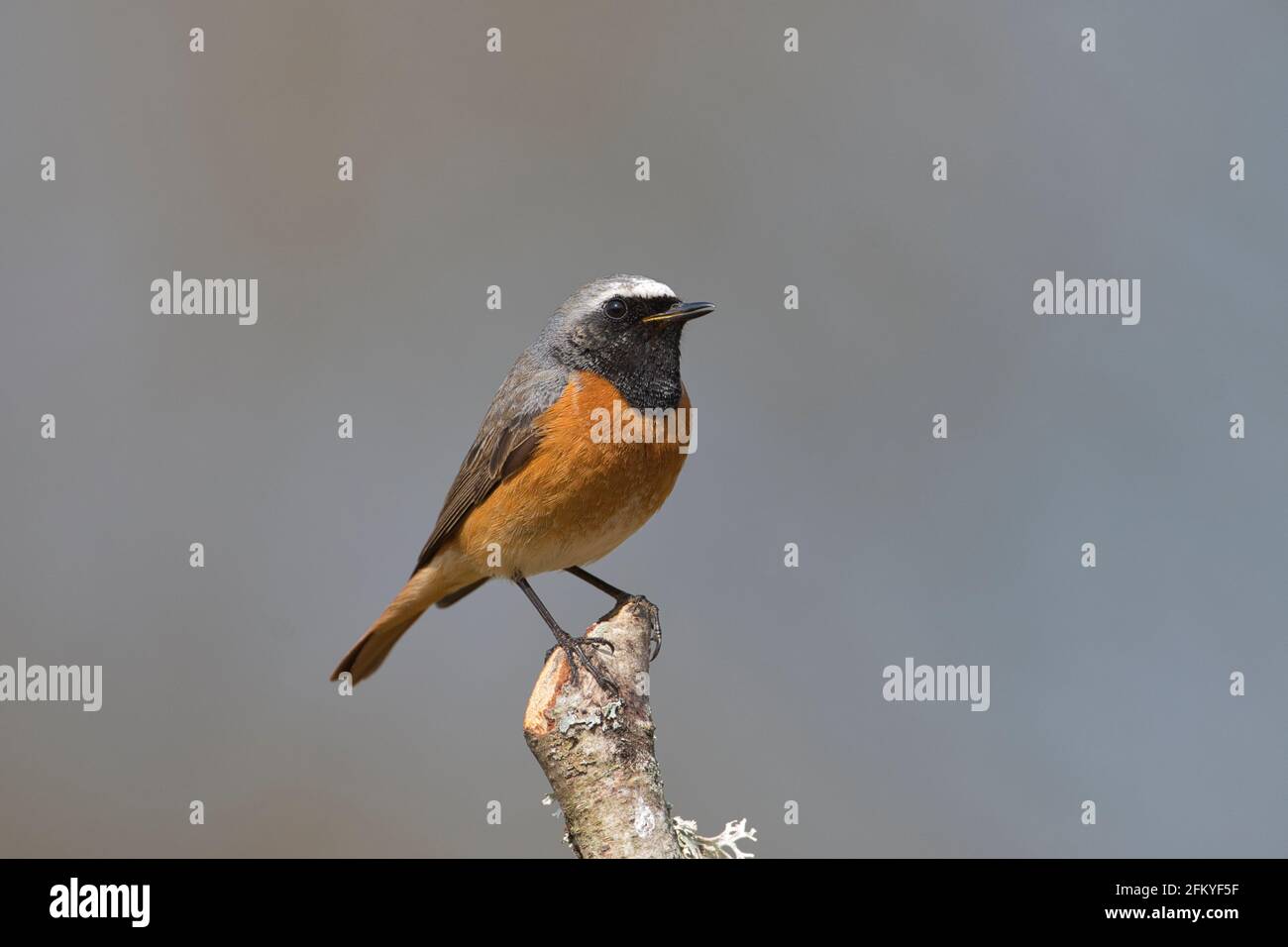 Männlicher gemeiner Rottanz (Phoenicurus phoenicurus), der auf einem Stock thront Stockfoto