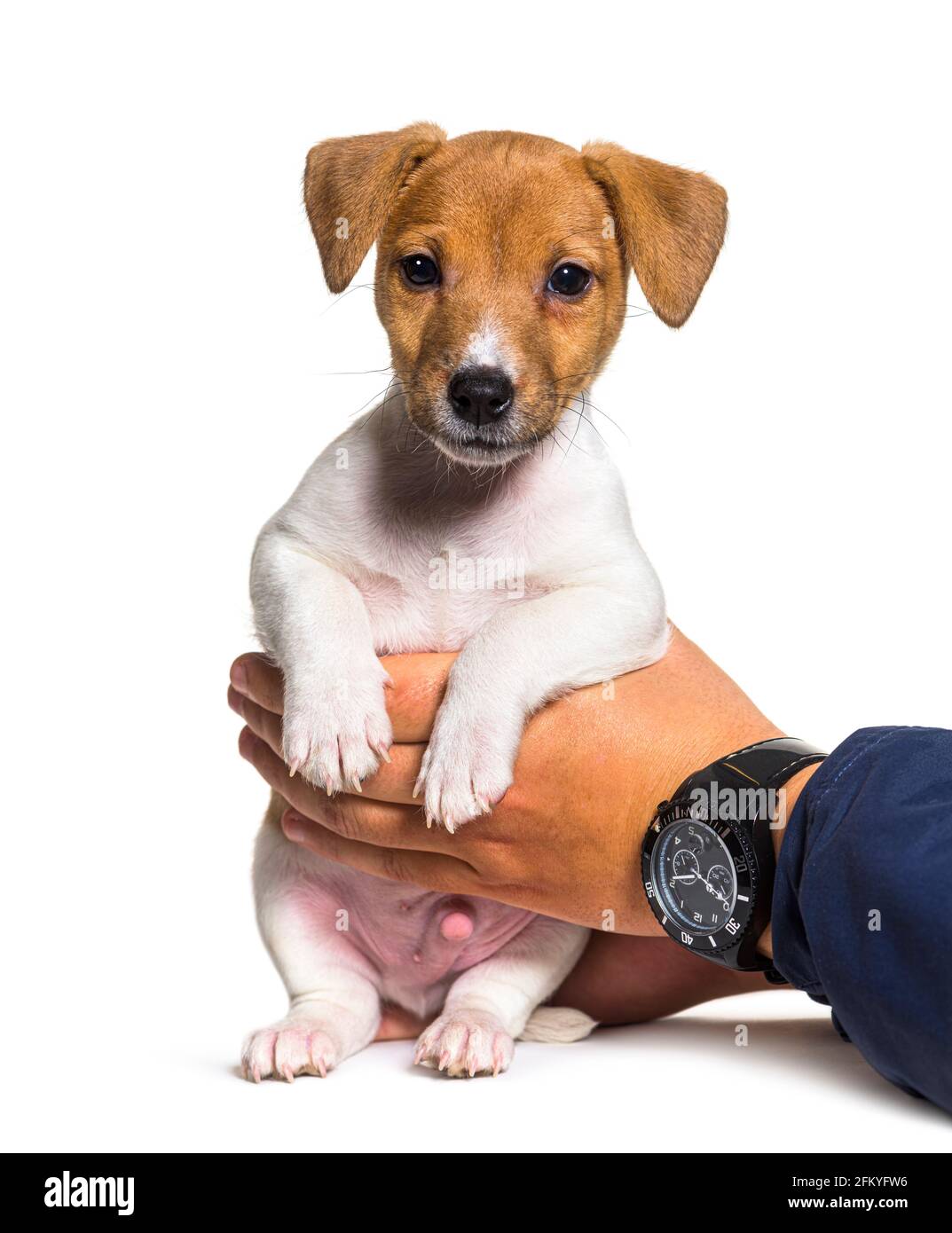 Menschliche Hände halten einen Welpen Jack russel Terrier Hund zwei Monate alt Stockfoto