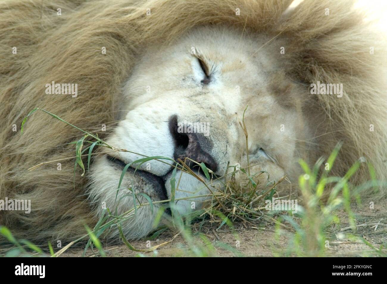 Weißer Löwe schläft in Südafrika Stockfoto