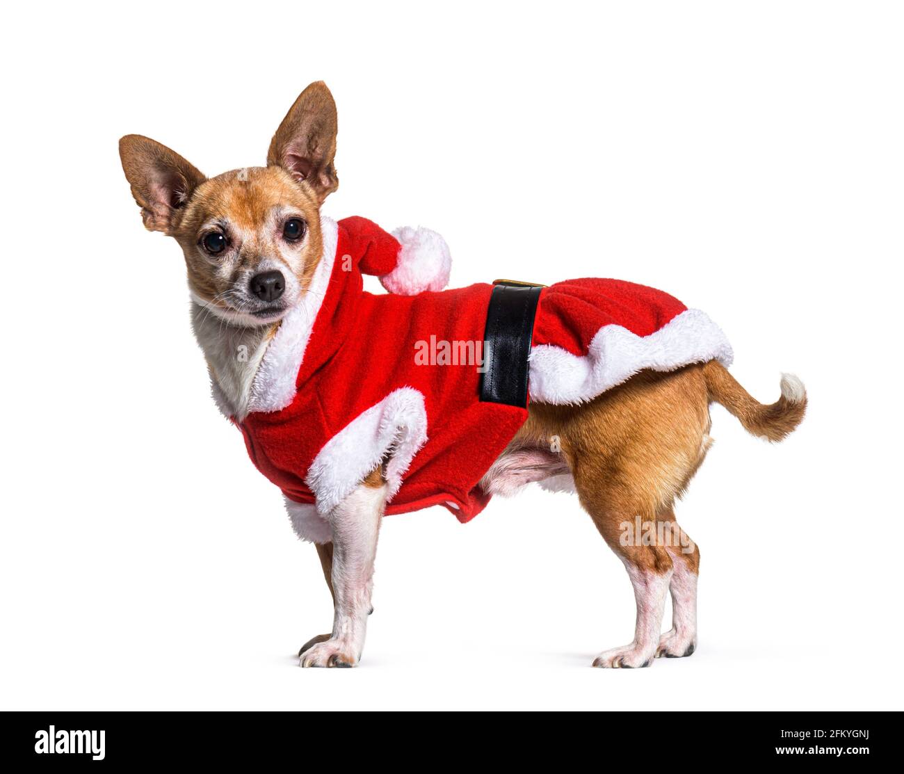 Crossbreed Hund trägt ein weihnachtsmann Kostüm, isoliert auf weiß Stockfoto
