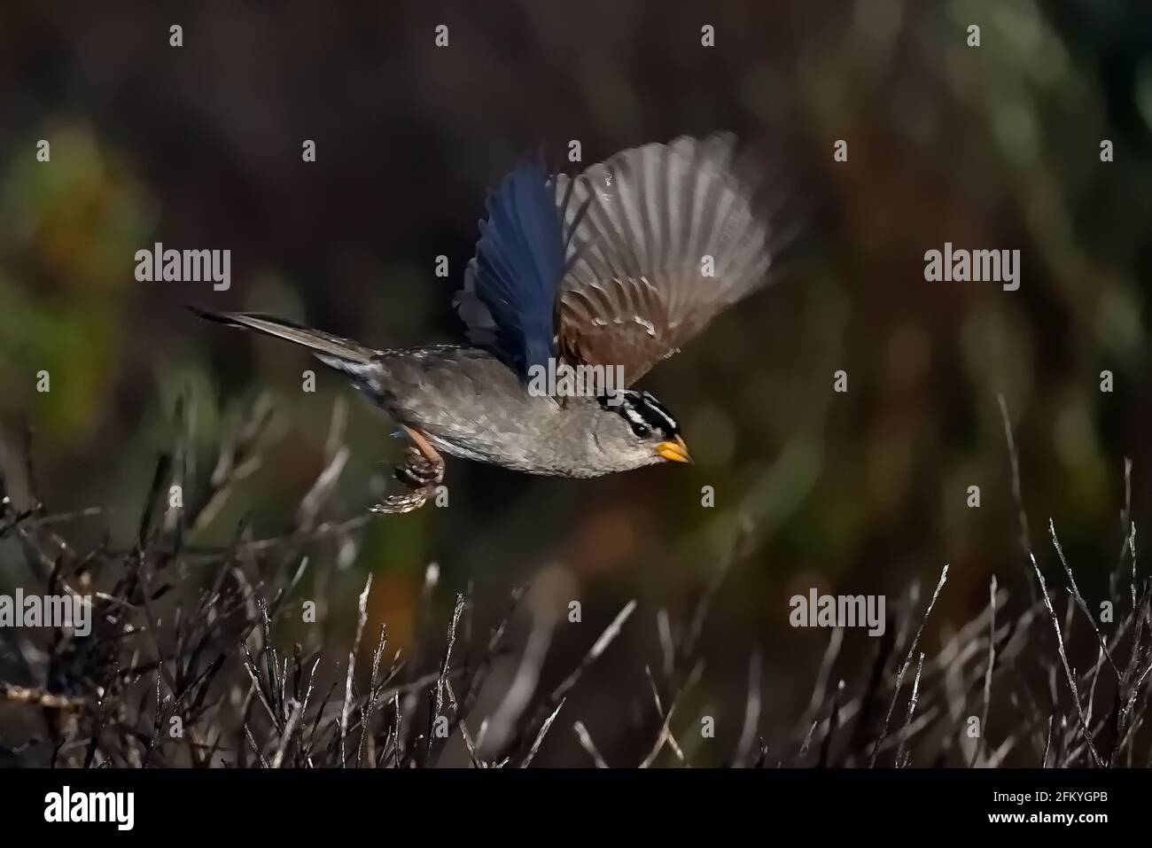 Pacific Grove, Kalifornien, USA. Mai 2021. Weiß gekrönter Spatzen im Flug. Kredit: Rory Merry/ZUMA Wire/Alamy Live Nachrichten Stockfoto