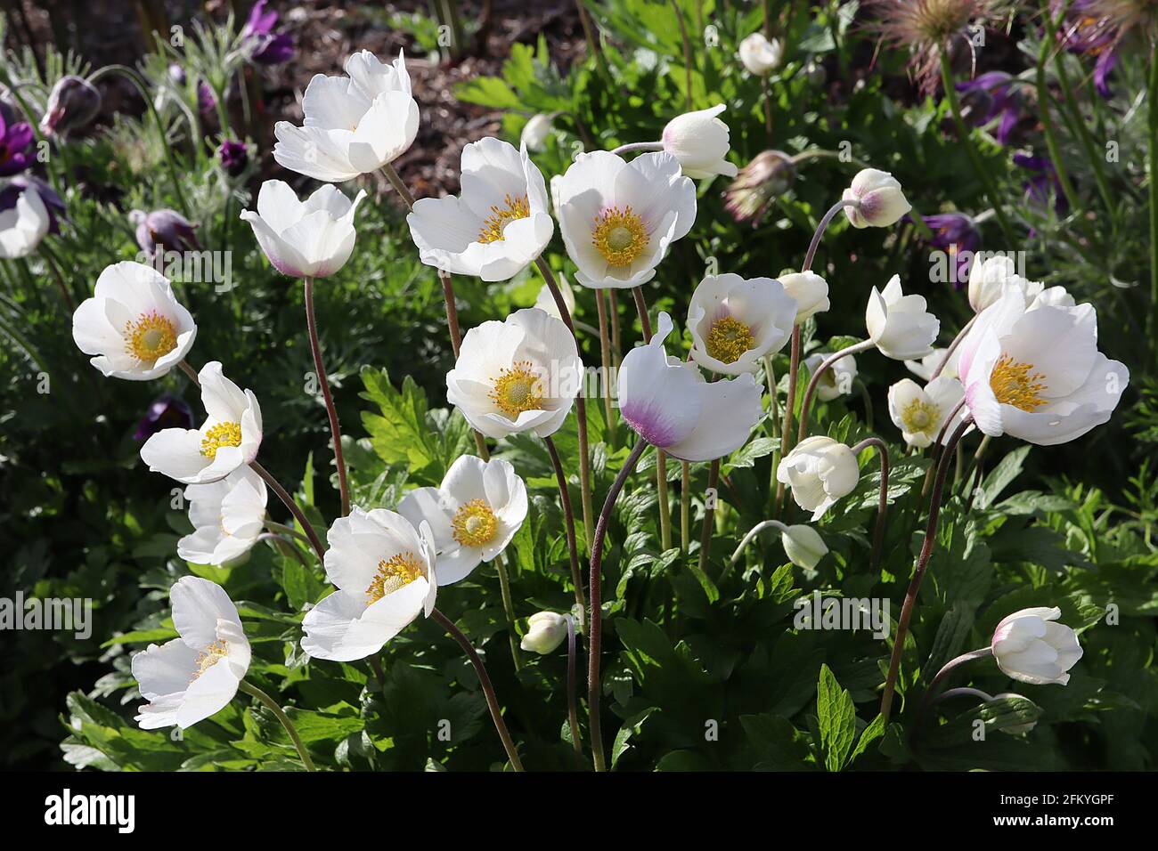 Anemone sylvestris snowdrop Anemone – weiße Blüten mit grünem Zentrum und gelben Staubgefäßen, Mai, England, Großbritannien Stockfoto