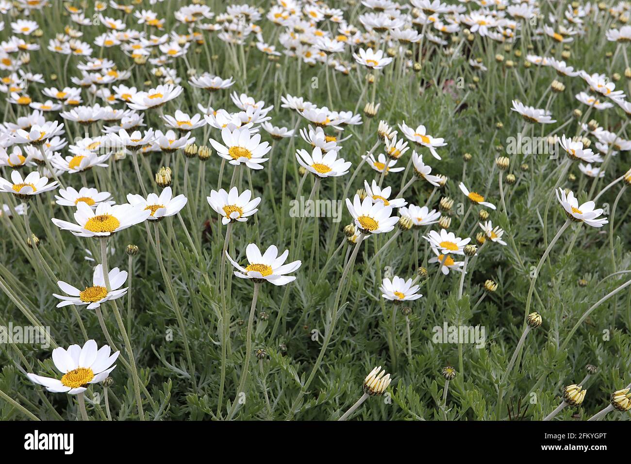 Anthemis punctata subsp cupaniana sizilianische Kamille – weiße Gänseblümchen auf langen Stielen und federndem Laub, Mai, England, Großbritannien Stockfoto