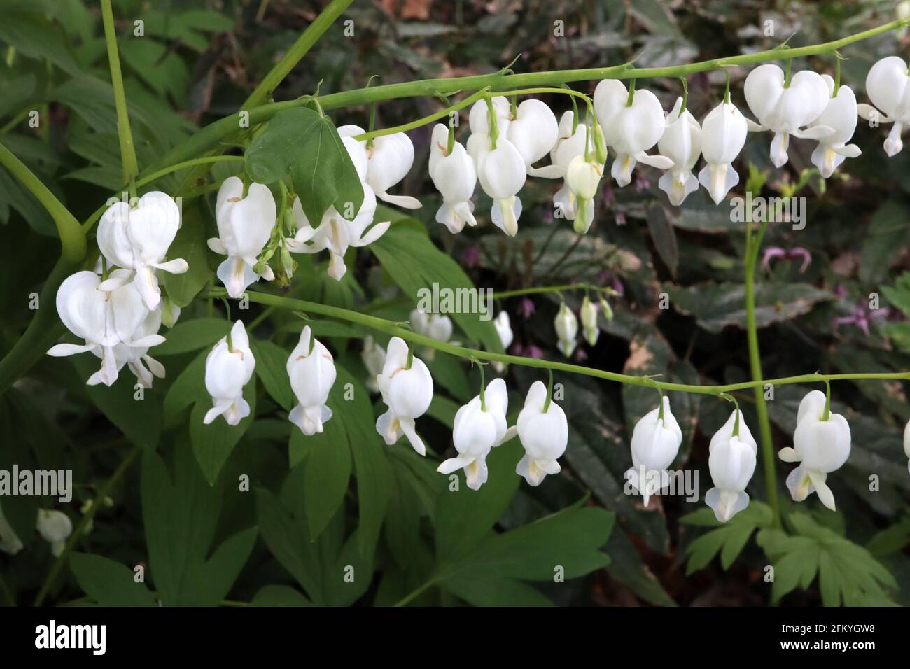 Lamprocapnos spectabilis ‘Alba’ Dicentra spectabilis Alba – weiße herzförmige Blüten mit farnem Laub, Mai, England, Großbritannien Stockfoto