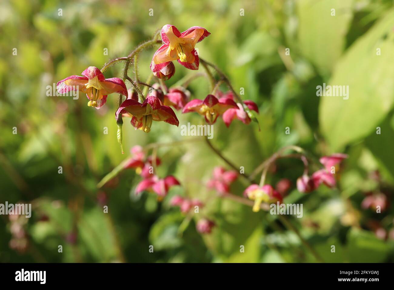 Epimedium x rubrum Bishops hat / rotes Barrenwort – hängende rote Blüten, Mai, England, Großbritannien Stockfoto