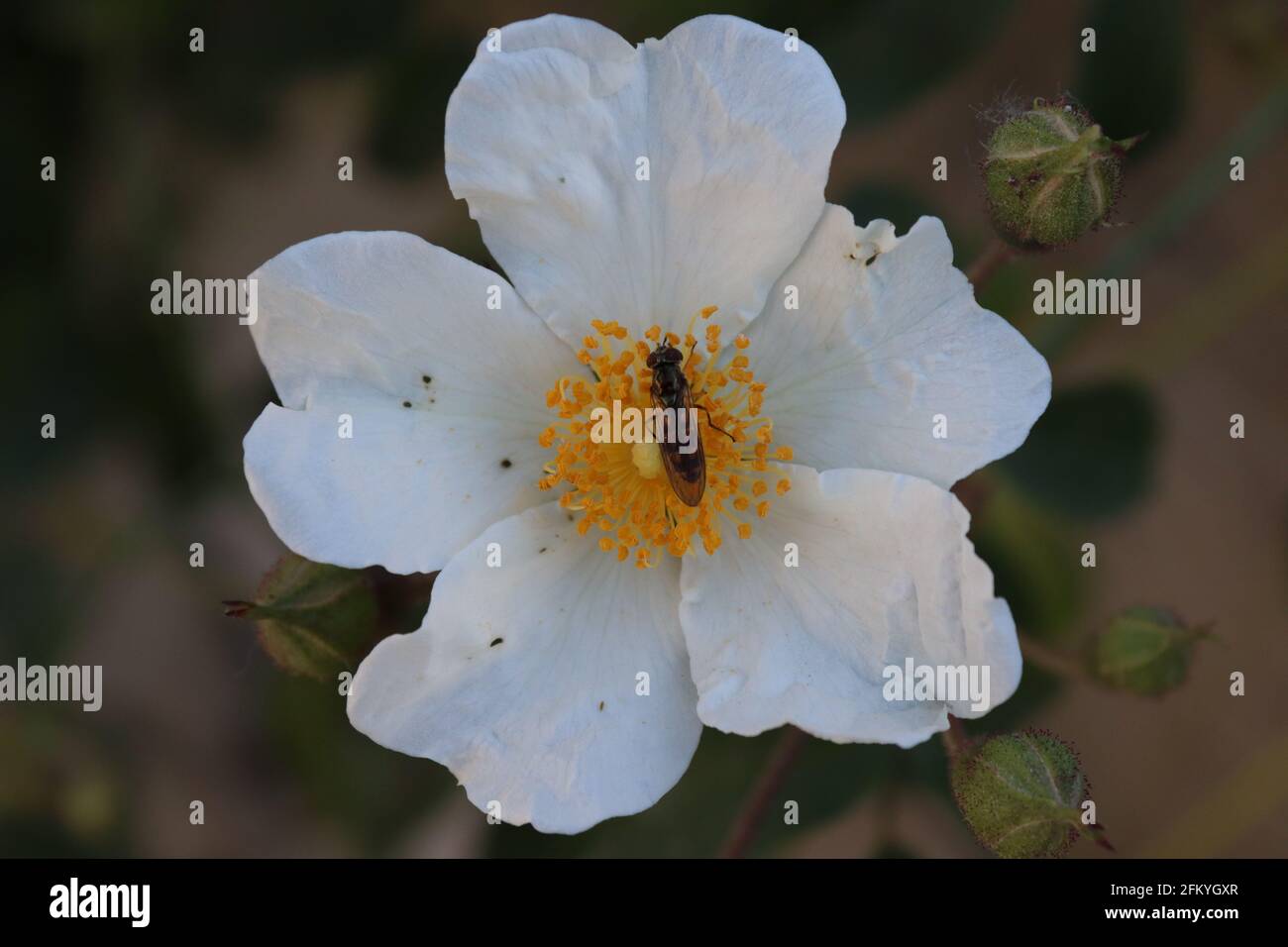 Evergreen Rose Stockfotos und -bilder Kaufen - Alamy