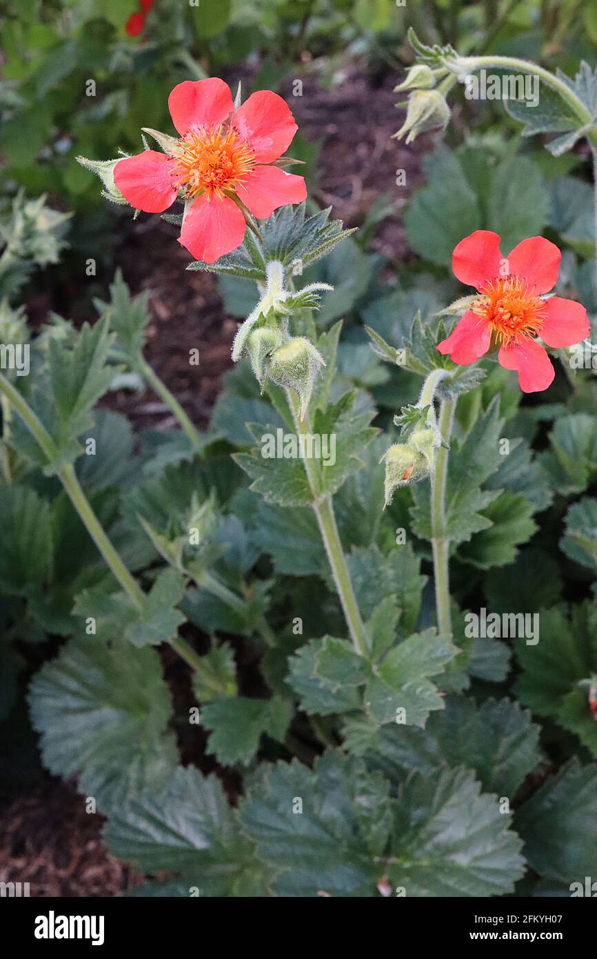 Geum coccineum ‘Red Wings’ Zwergorange-Nelken – orange-rote Blüten und gelappte Blätter, Mai, England, Großbritannien Stockfoto