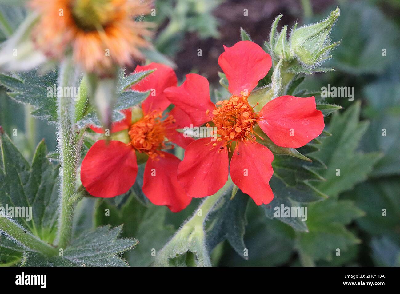 Geum coccineum ‘Red Wings’ Zwergorange-Nelken – orange-rote Blüten und gelappte Blätter, Mai, England, Großbritannien Stockfoto