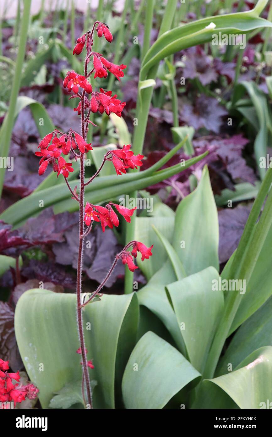 Heuchera ‘Lipstick’ blüht only Alum root / Coral Glocks Lipstick – kleine röhrenförmige Blüten auf hohen dunklen behaarten Stielen, Mai, England, Großbritannien Stockfoto