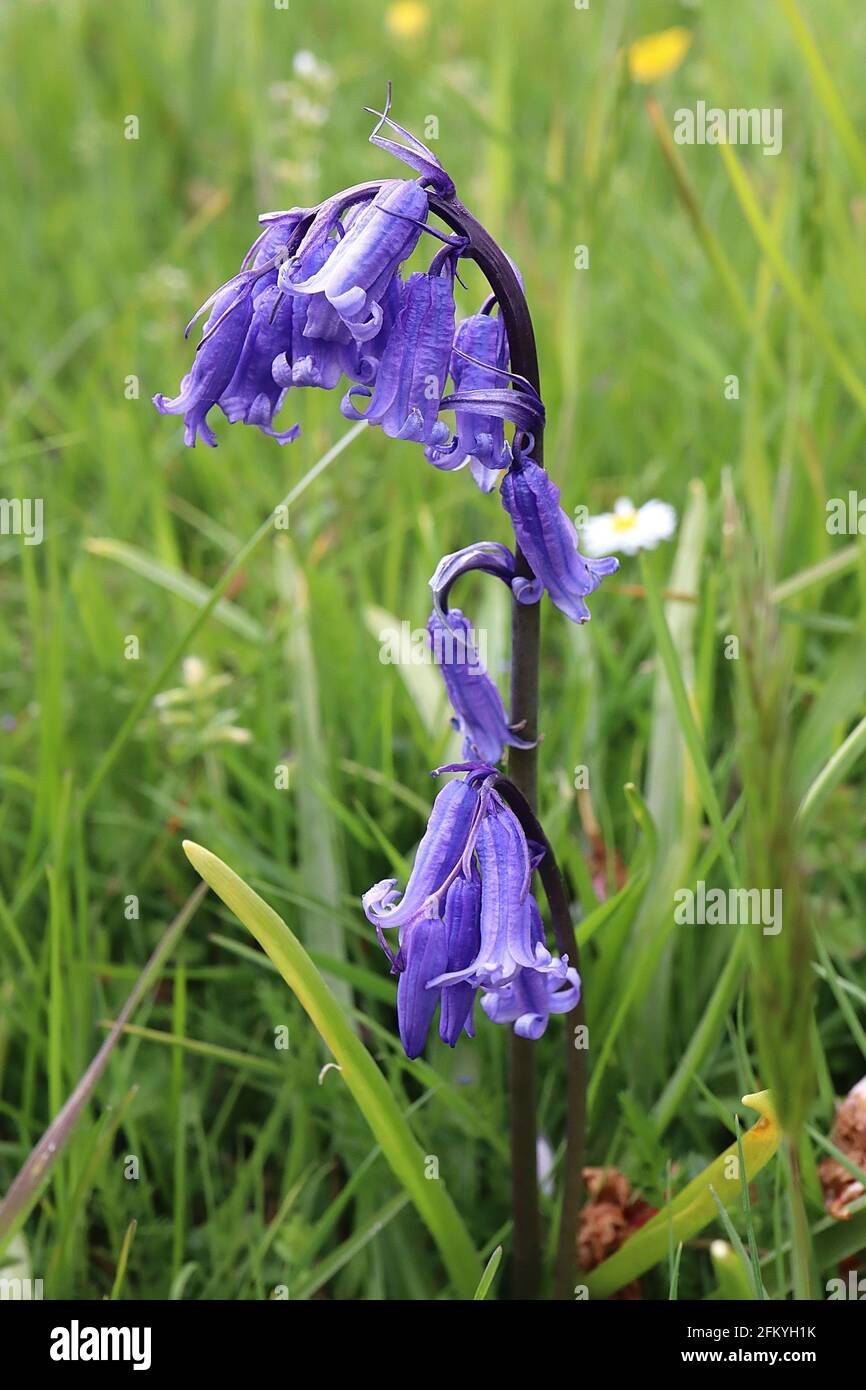 Hyacinthoides non-scripta BLUE Englische Bluebells – violett-blaue schmale röhrenförmige Blüten mit reflexartigen Blütenblättern, Mai, England, Großbritannien Stockfoto