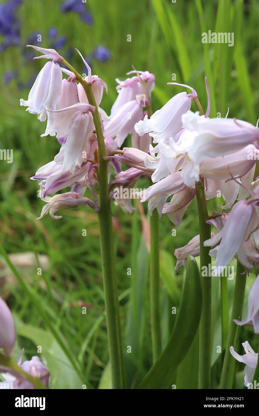 Hyacinthoides non-scripta WHITE English bluebells – weiße schmale röhrenförmige Blüten mit reflexartigen Blütenblättern, Mai, England, Großbritannien Stockfoto
