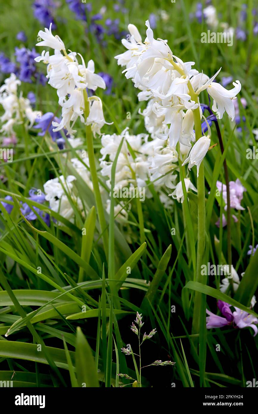 Hyacinthoides non-scripta WHITE English bluebells – weiße schmale röhrenförmige Blüten mit reflexartigen Blütenblättern, Mai, England, Großbritannien Stockfoto