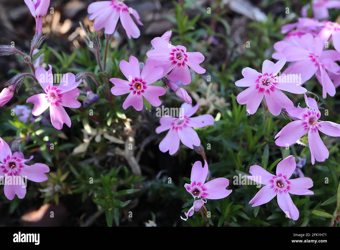 Phlox subulata ‘Marjorie’ Moos Phlox Marjorie - rosa sternförmige Blüten mit kleinen basalen Cerispinsel-Markierungen auf jedem Blütenblatt, Mai, England, Großbritannien Stockfoto