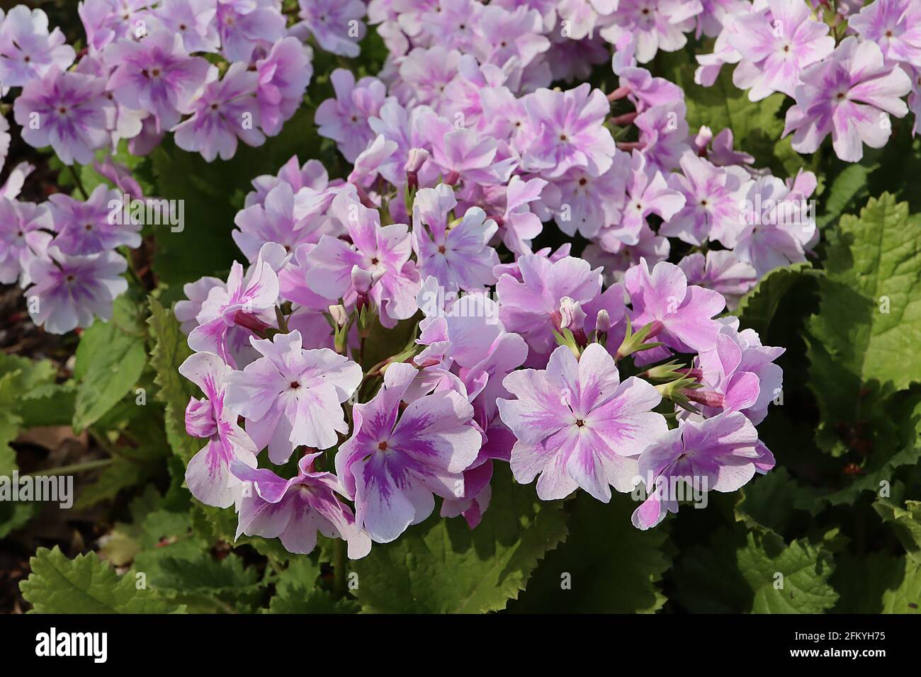 Primula sieboldii ‘Hana-monyo’ Primrose Hana-monyo – sehr blassrosa Blüten mit lavendelrosa gestampften Sternflecken, Mai, England, UK Stockfoto