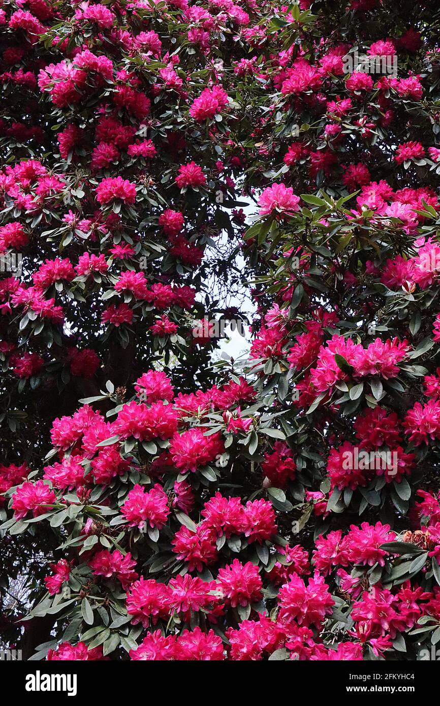 Rhododendron arboreum Baum Rhododendron – großer Baum, der von Massen von tiefrosa Blütenbindern, dunkelgrünen Blättern bedeckt ist, Mai, England, Großbritannien Stockfoto