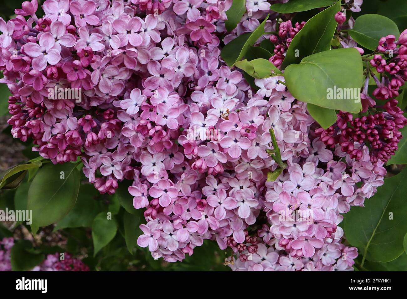 Syringa x hyazinthiflora ‘Maidens Blush’ gemeine Flieder Maidens Blush – einzelne rosa Malvenblüten, Mai, England, Großbritannien Stockfoto