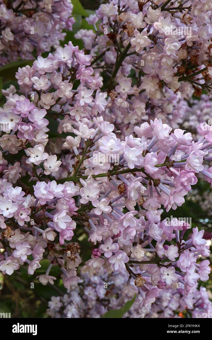 Syringa x hyazinthiflora ‘Scentara Double Blue’ Lilac Double Blue – duftende, doppelt rosa und weiße Blüten auf blauen Stielhaufen, Mai, England, Großbritannien Stockfoto