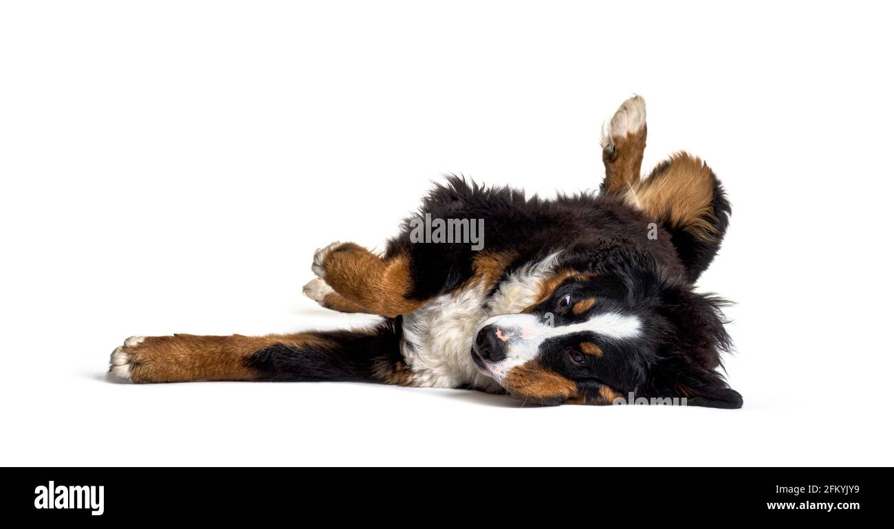 Verrückter berner Monutain Hund, der auf dem Rücken liegt, isoliert Stockfoto