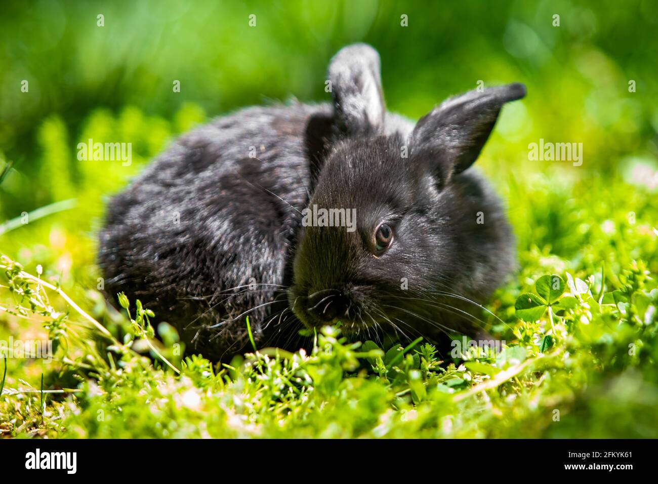Niedliches kleines schwarzes Kaninchen auf der Graswiese beim Essen Sonnenlicht Stockfoto