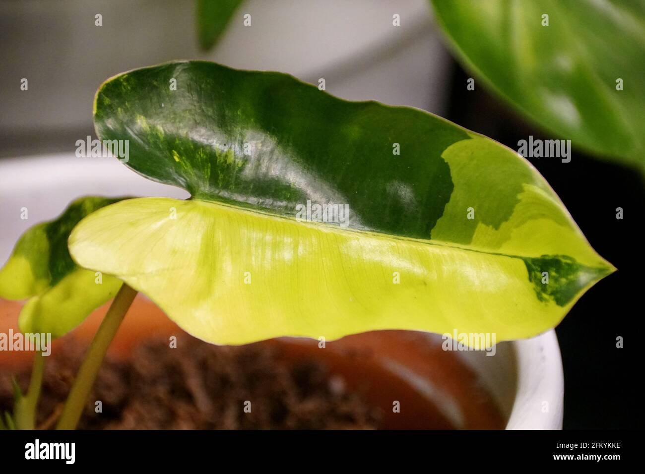 Ein gelb-grün marmortes Halbmondblatt von Philodendron Burle Marx hat sich variiert Stockfoto