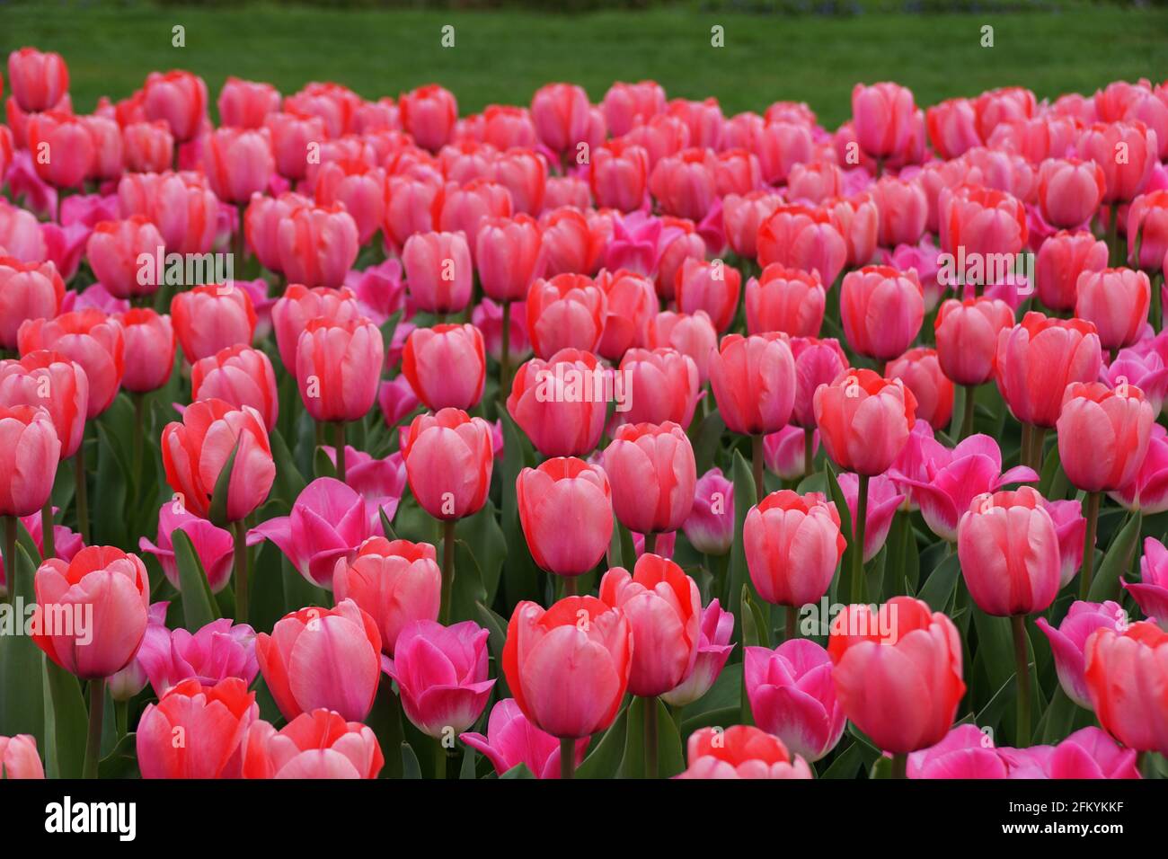 Darwin Hybrid Tulpe „Pink Impression“ blüht in voller Blüte Stockfoto