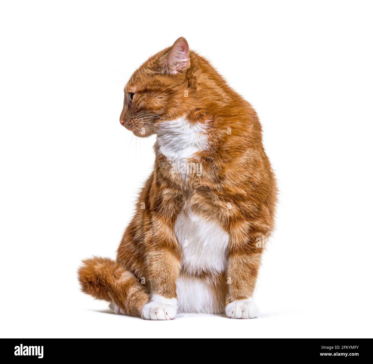 Junge Ingwerkatze blickt zurück, isoliert Stockfoto