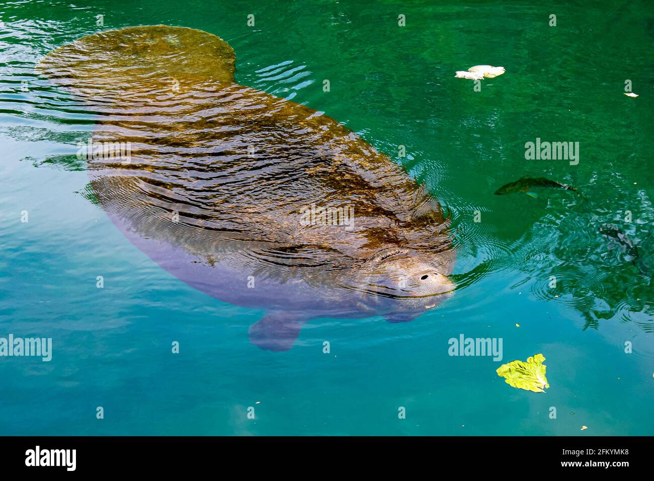 Manatee Essen Gemüse im Crystal River National Wildlife Refuge, Florida, USA.die karibische Manatee, Trichechus manatus, ist ein Säugetier Stockfoto