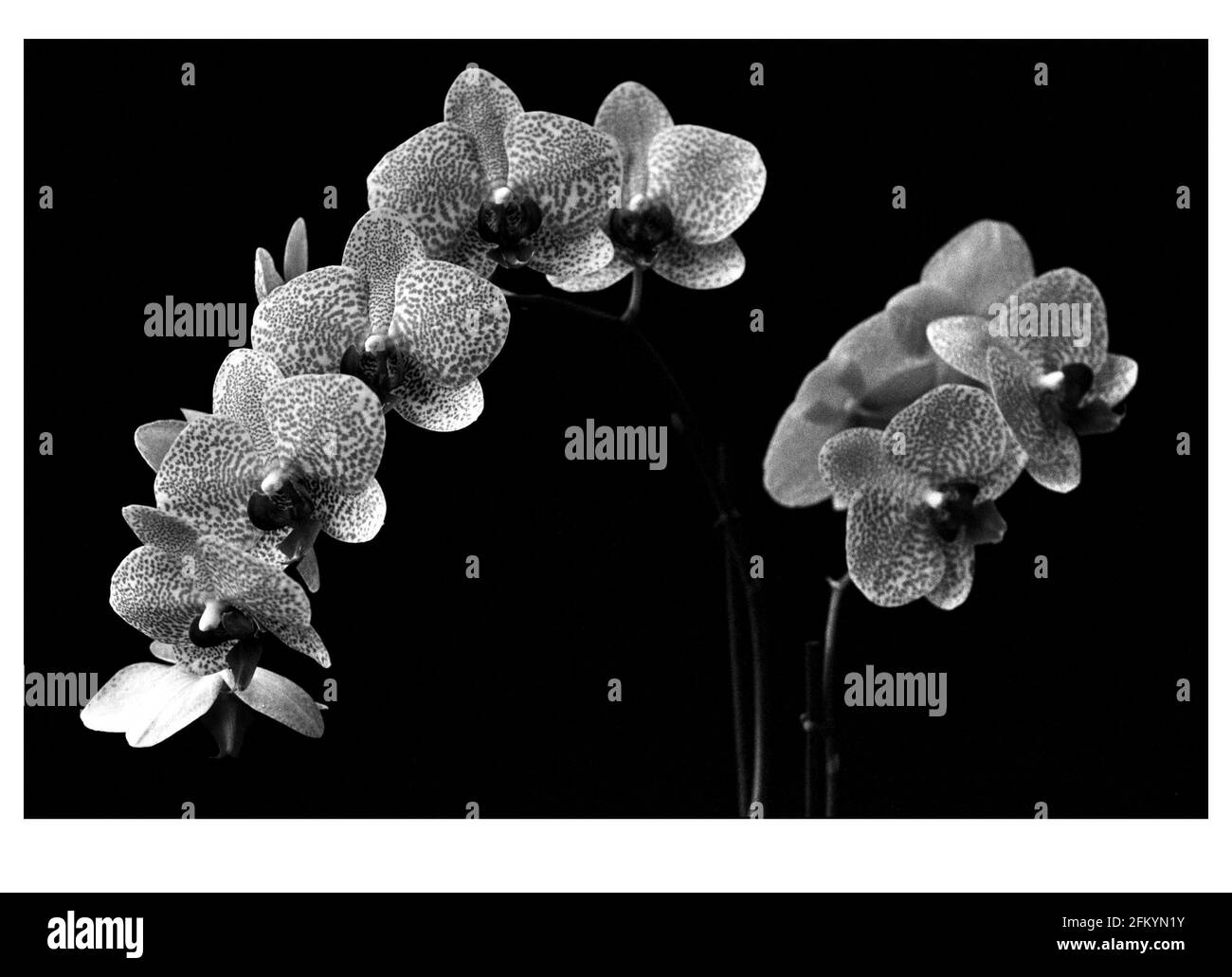 Phalaenopsis (generisch) Orchidee eine der vielen Blumen Juni 2000 Zu sehen bei der Hampton Court Palace Flower Show Open An die Öffentlichkeit vom 6. Bis 9. Juli Stockfoto