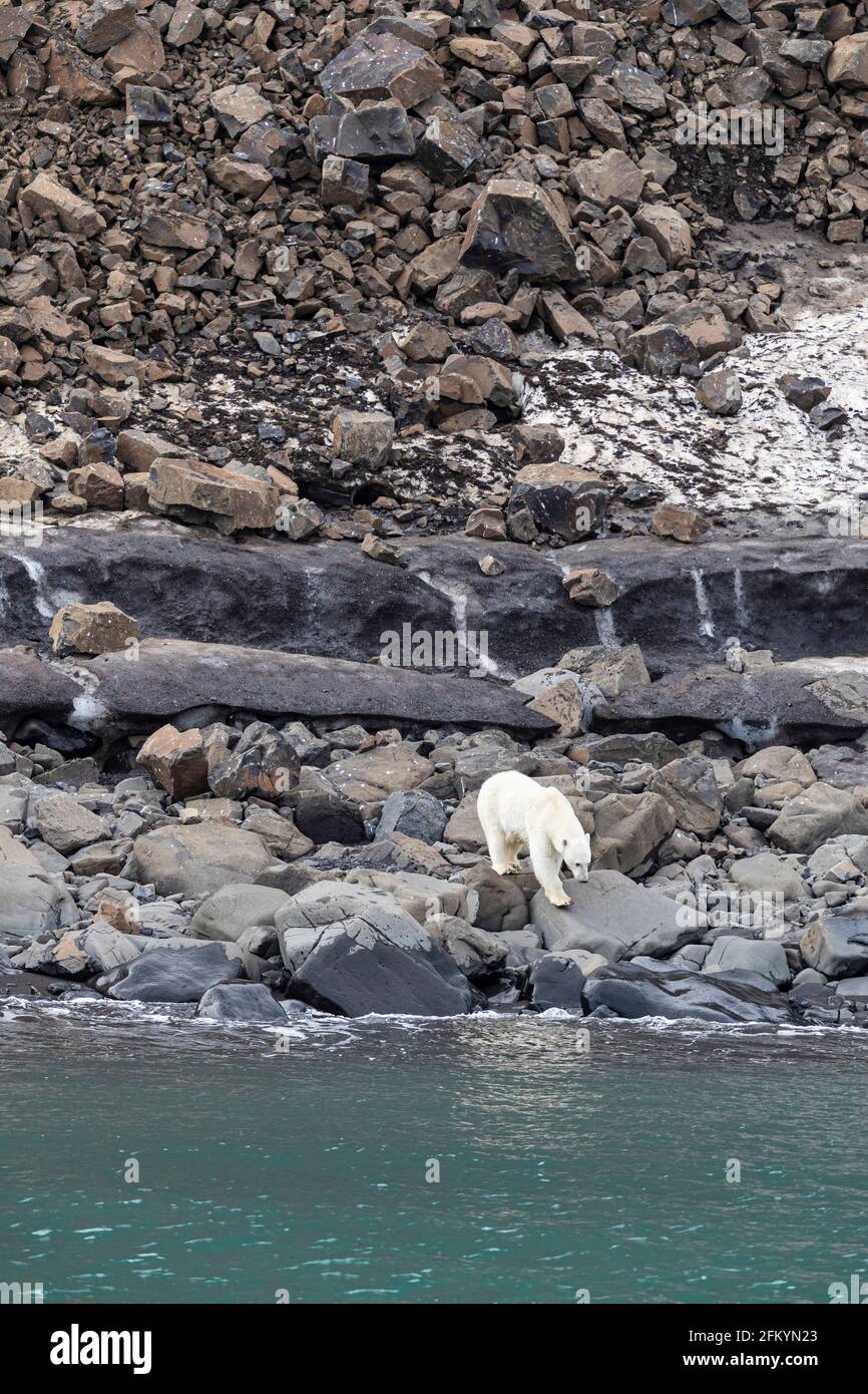 Eine Eisbär-Mutter, Ursus maritimus, auf Nahrungssuche in Cape Brewster, Grönland. Stockfoto