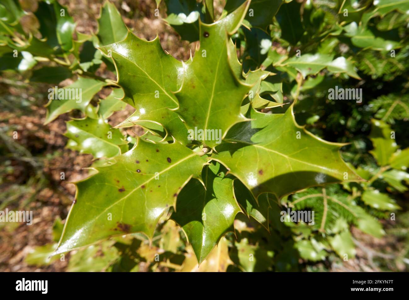 Draufsicht auf grüne Blätter der Osmanthus heterophyllus Pflanze Stockfoto