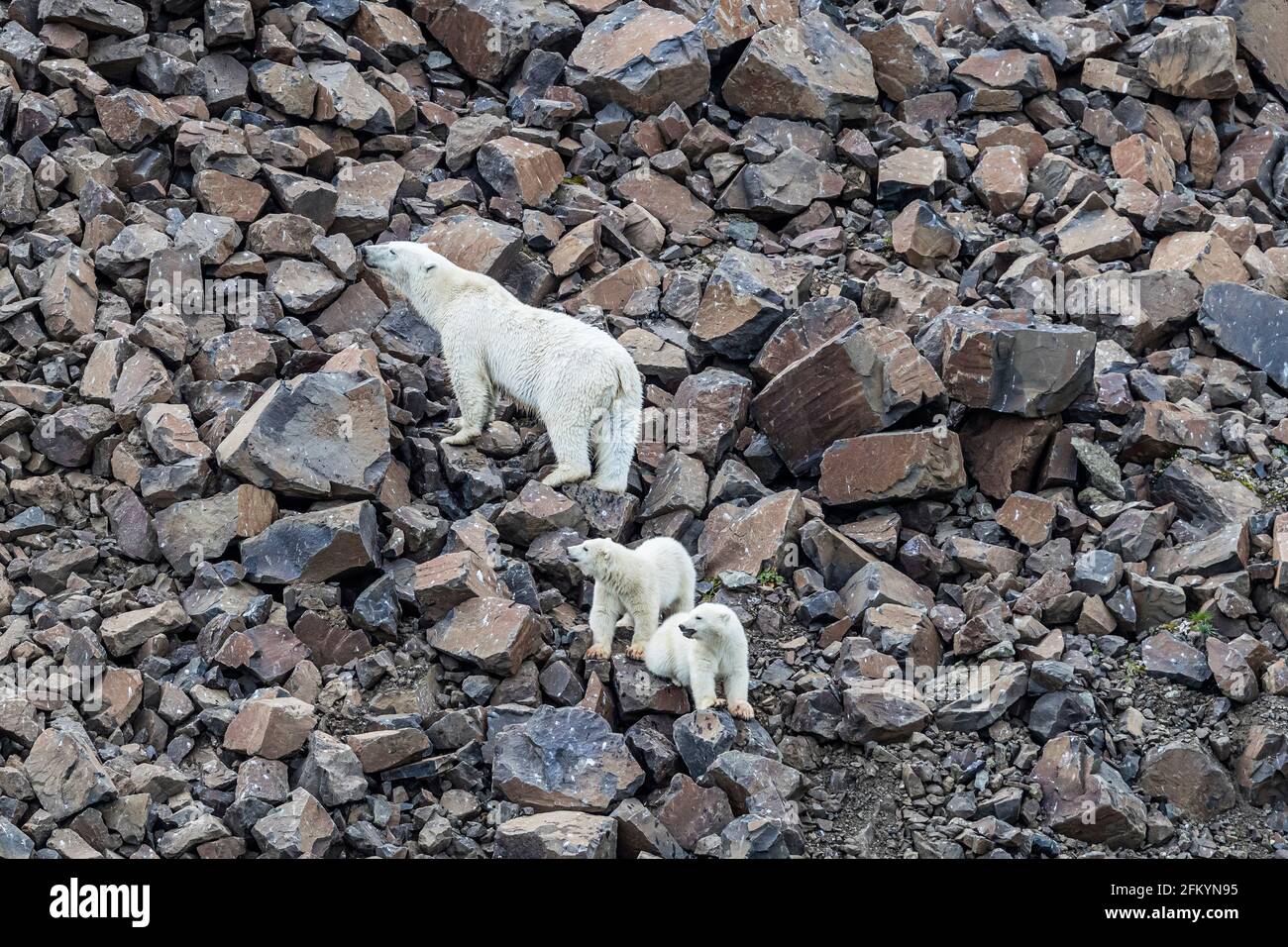 Eine Eisbär-Mutter, Ursus maritimus, mit zwei Jungen des Jahres, die in Cape Brewster, Grönland, nach Nahrung einmarschieren. Stockfoto