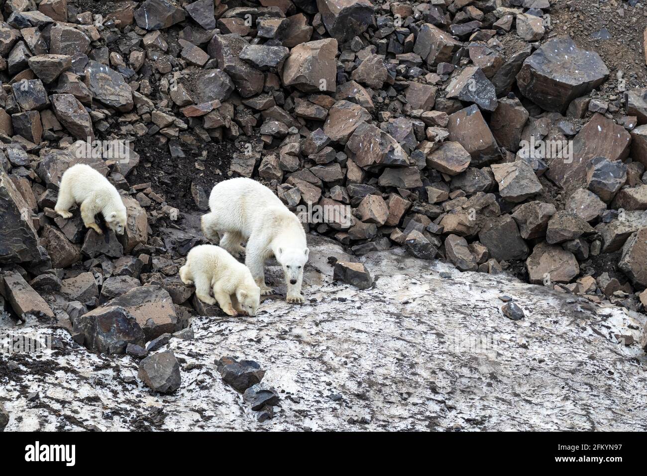 Eine Eisbär-Mutter, Ursus maritimus, mit zwei Jungen des Jahres, die in Cape Brewster, Grönland, nach Nahrung einmarschieren. Stockfoto