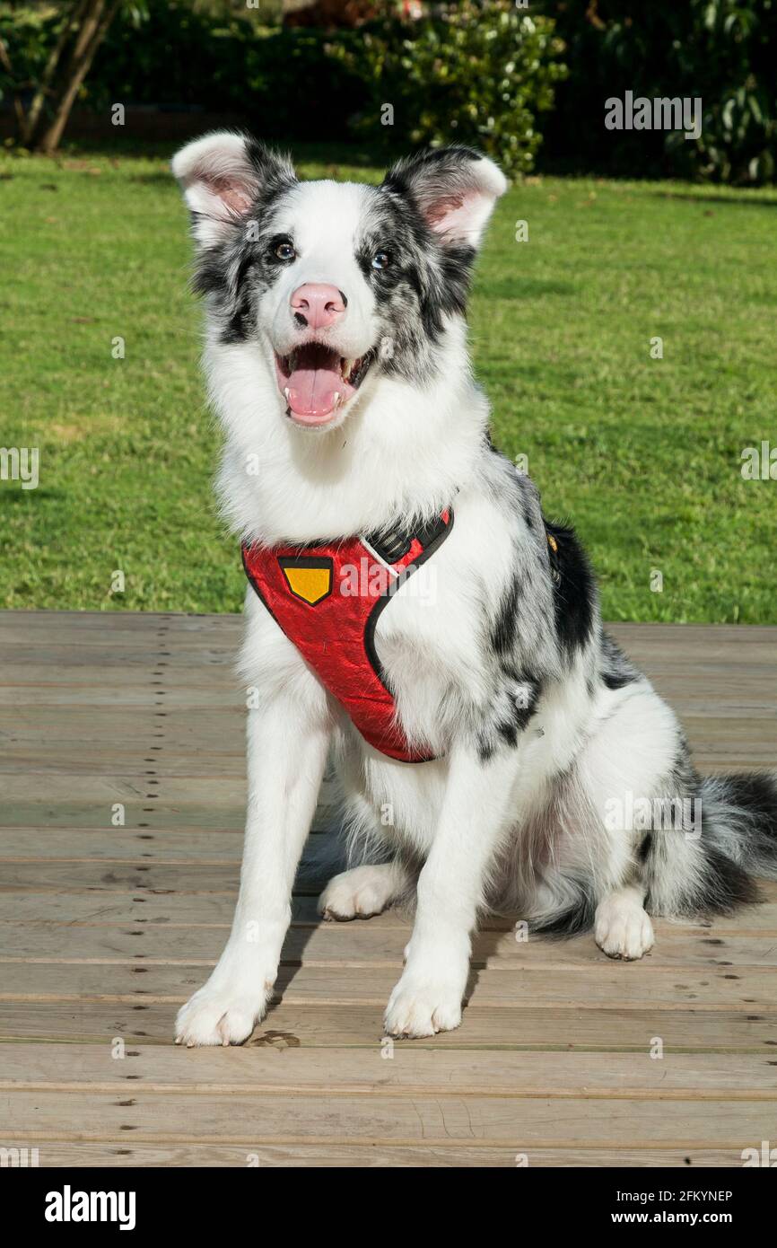 Haustier; wunderschöner weißer australischer Schäferhund mit schwarzen Flecken. Stockfoto