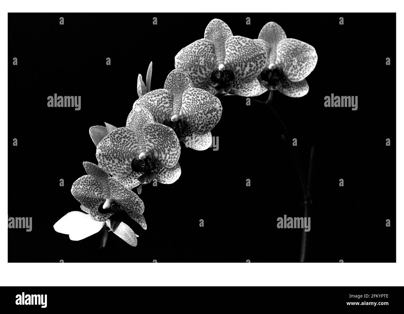 Phalaenopsis (generisch) Orchidee eine der vielen Blumen Juni 2000 Zu sehen bei der Hampton Court Palace Flower Show Open An die Öffentlichkeit vom 6. Bis 9. Juli Stockfoto