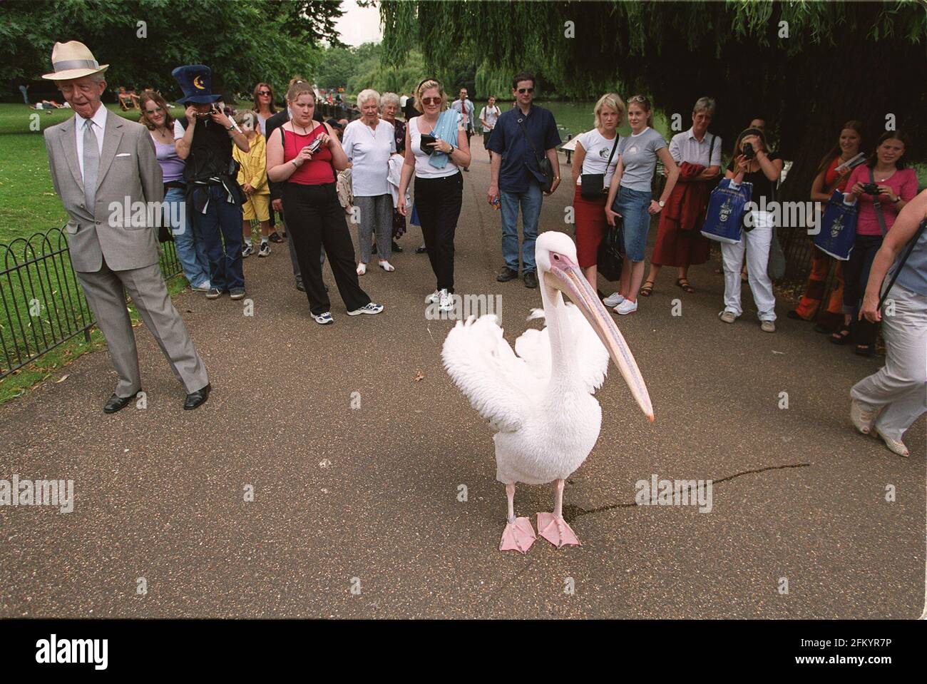 Ein Pelikan, der sich an den Feierlichkeiten zum 100. Geburtstag der Königin-Mutter-Pageant anschloss. Stockfoto