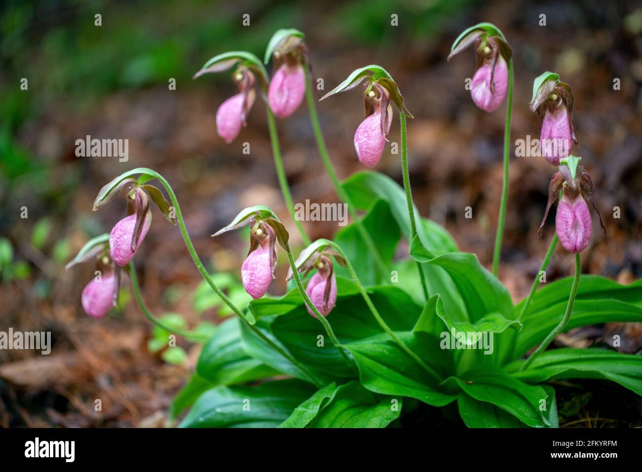 Pink Lady's Slipper (Cypripedium acaule) - Pisgah National Forest, Brevard, North Carolina, USA Stockfoto