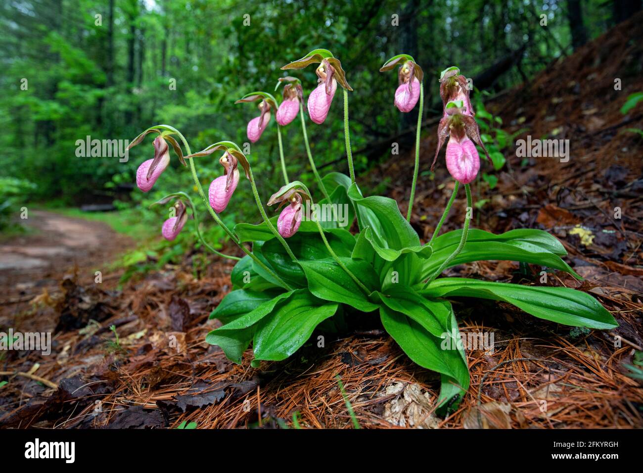 Pink Lady's Slipper (Cypripedium acaule) - Pisgah National Forest, Brevard, North Carolina, USA Stockfoto