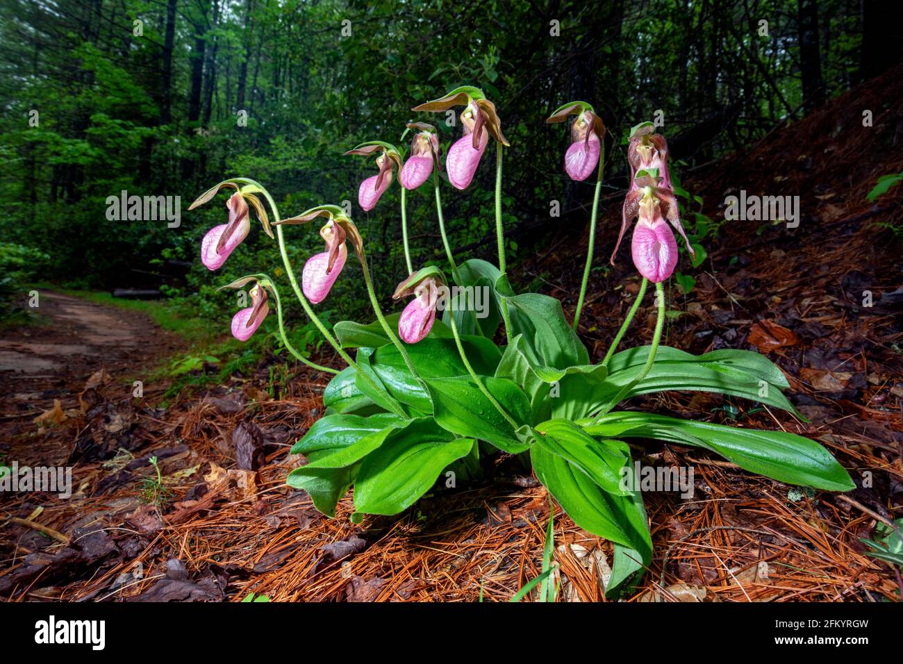 Pink Lady's Slipper (Cypripedium acaule) - Pisgah National Forest, Brevard, North Carolina, USA Stockfoto