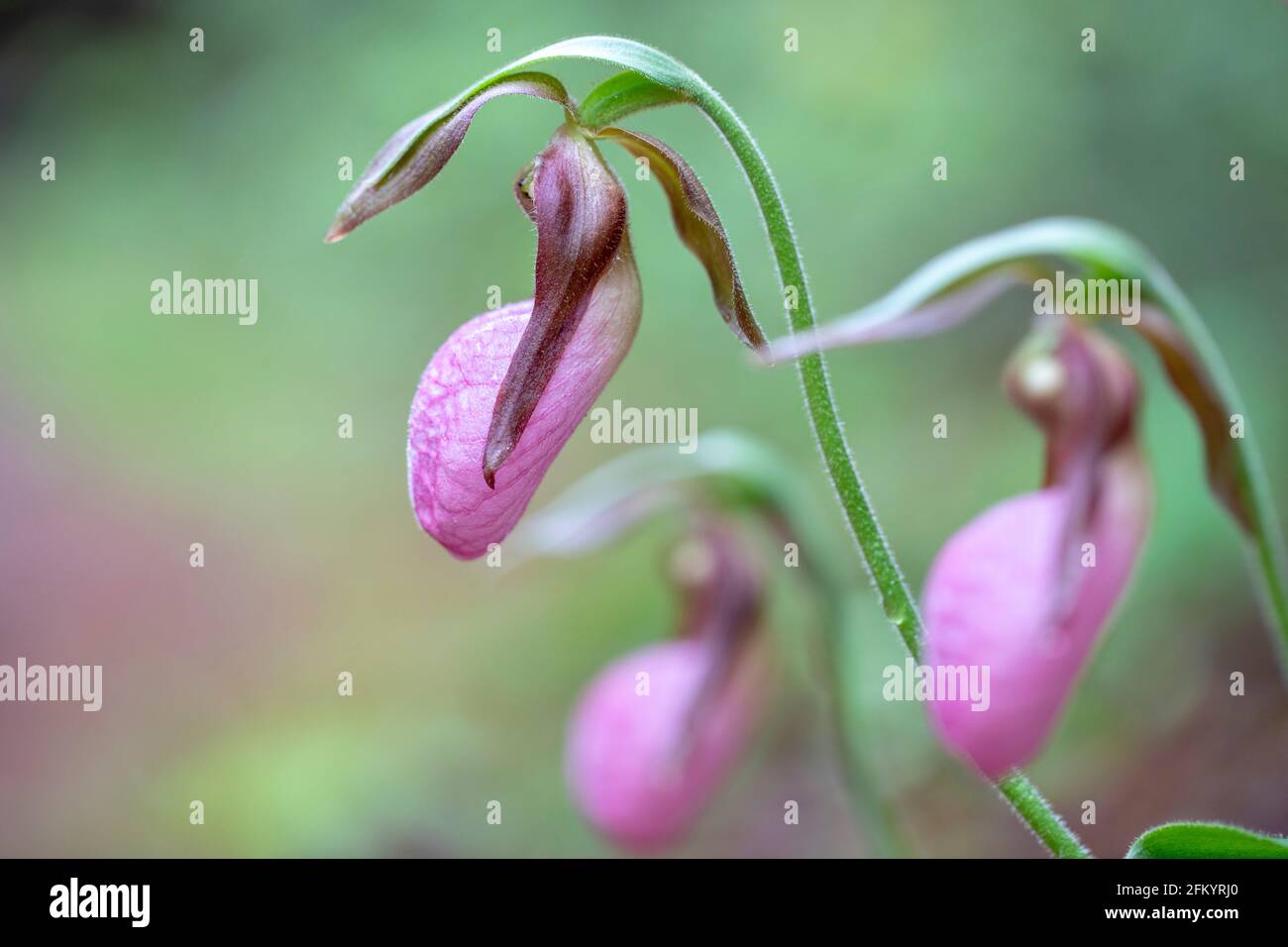 Pink Lady's Slipper (Cypripedium acaule) Soft Focus - Pisgah National Forest, Brevard, North Carolina, USA Stockfoto