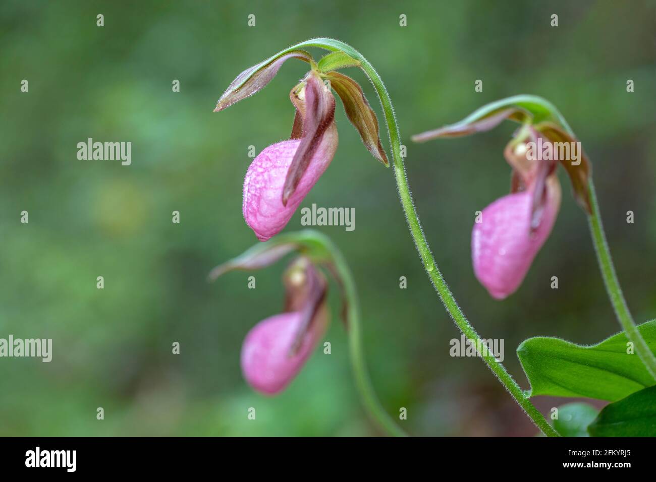 Pink Lady's Slipper (Cypripedium acaule) Soft Focus - Pisgah National Forest, Brevard, North Carolina, USA Stockfoto