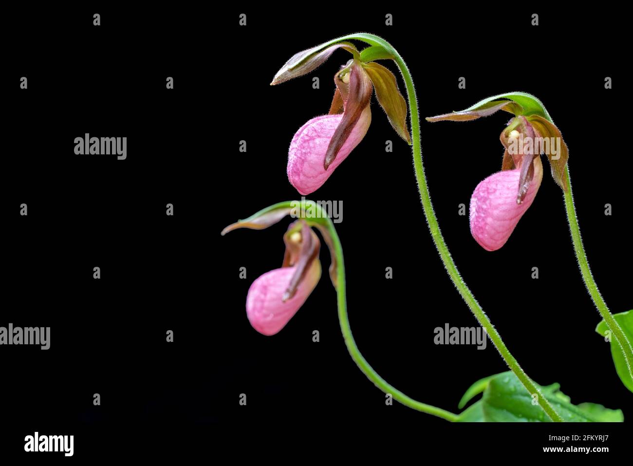 Pink Lady's Slipper (Cypripedium acaule) isoliert vor schwarzem Hintergrund - Pisgah National Forest, Brevard, North Carolina, USA Stockfoto