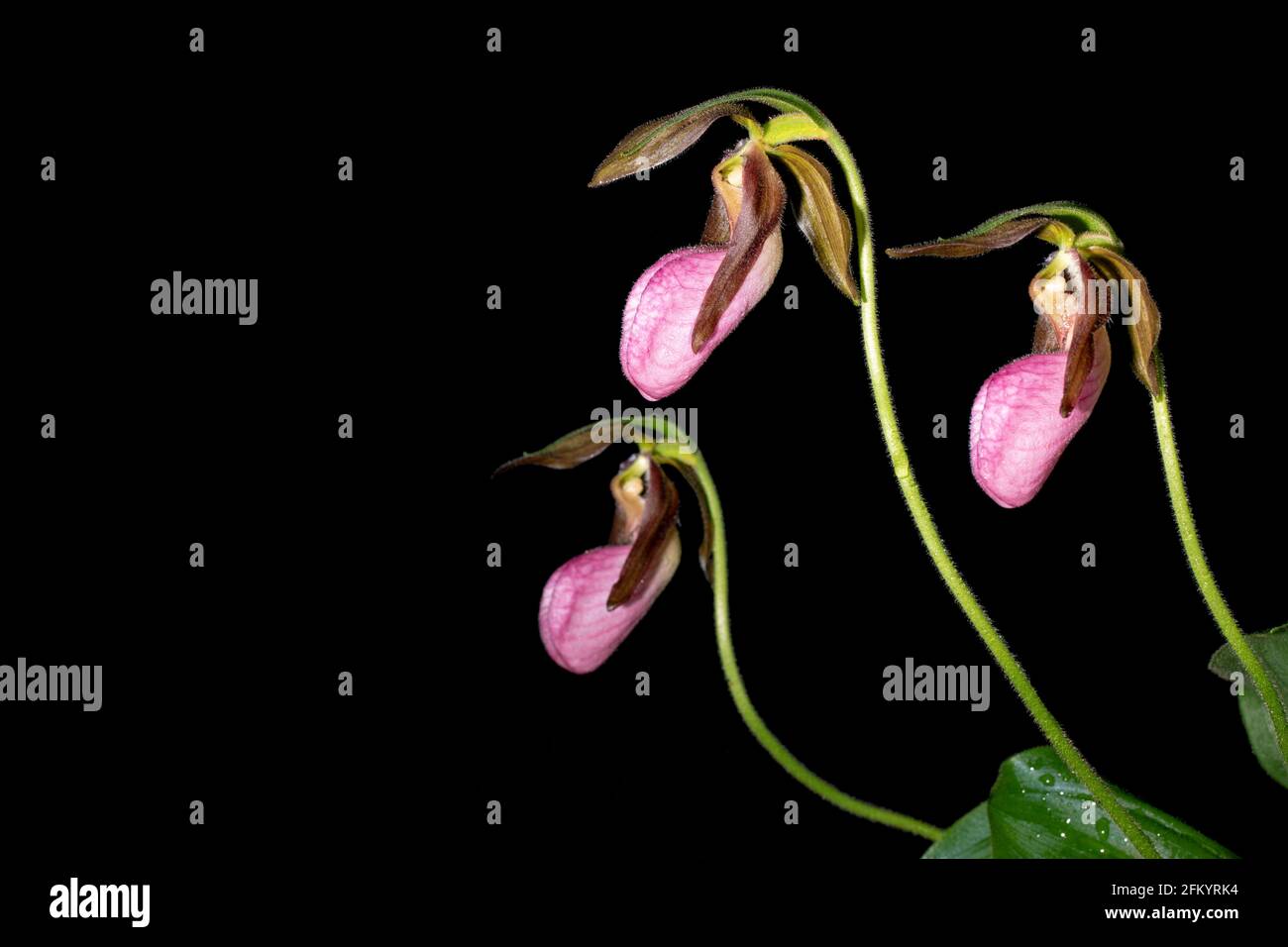 Pink Lady's Slipper (Cypripedium acaule) isoliert vor schwarzem Hintergrund - Pisgah National Forest, Brevard, North Carolina, USA Stockfoto