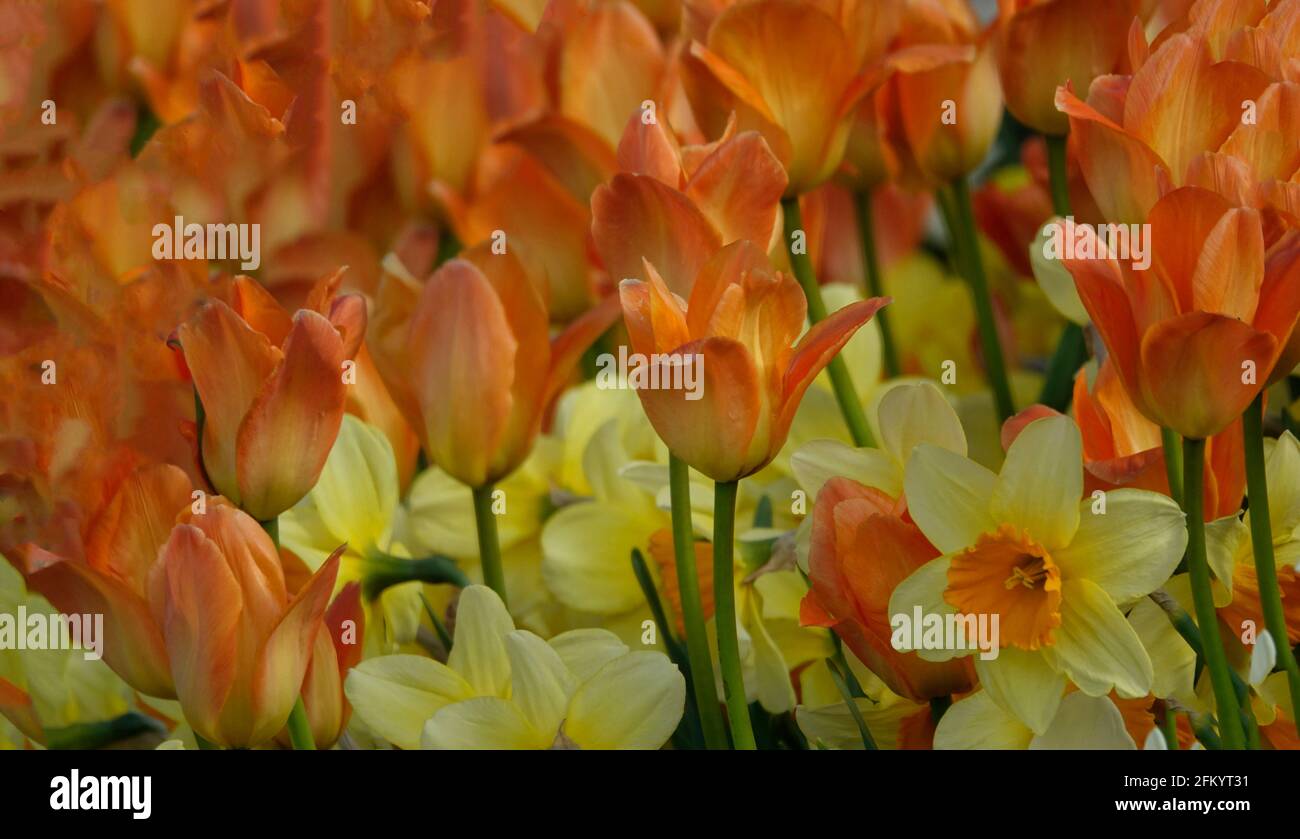 Auffällige Orangene Kaisertulippen und gelbe und orangefarbene Narzissen in Ein Botanischer Garten Stockfoto