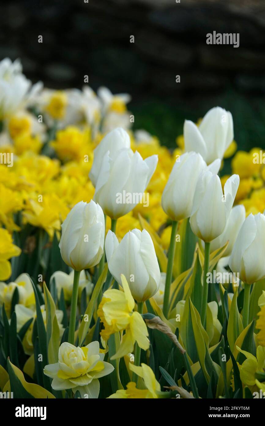 Weiße Triumph-Tulpen und gelbe Narzissen in einem botanischen Garten Stockfoto