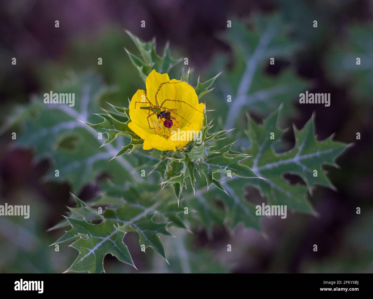 Peucetia viridans, grüne Luchsspinne auf einem Cnicus benedictus, Cardo Santo mit seiner Beute Stockfoto
