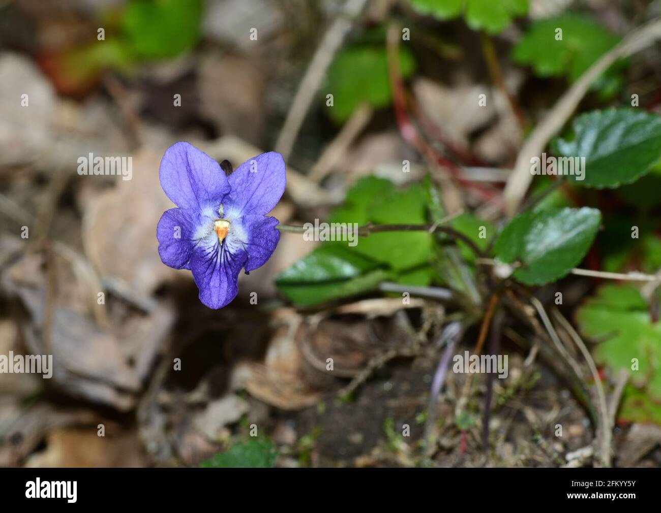 Nahaufnahme eines englischen Veilchens, Viola odorata, blühende Blume Stockfoto